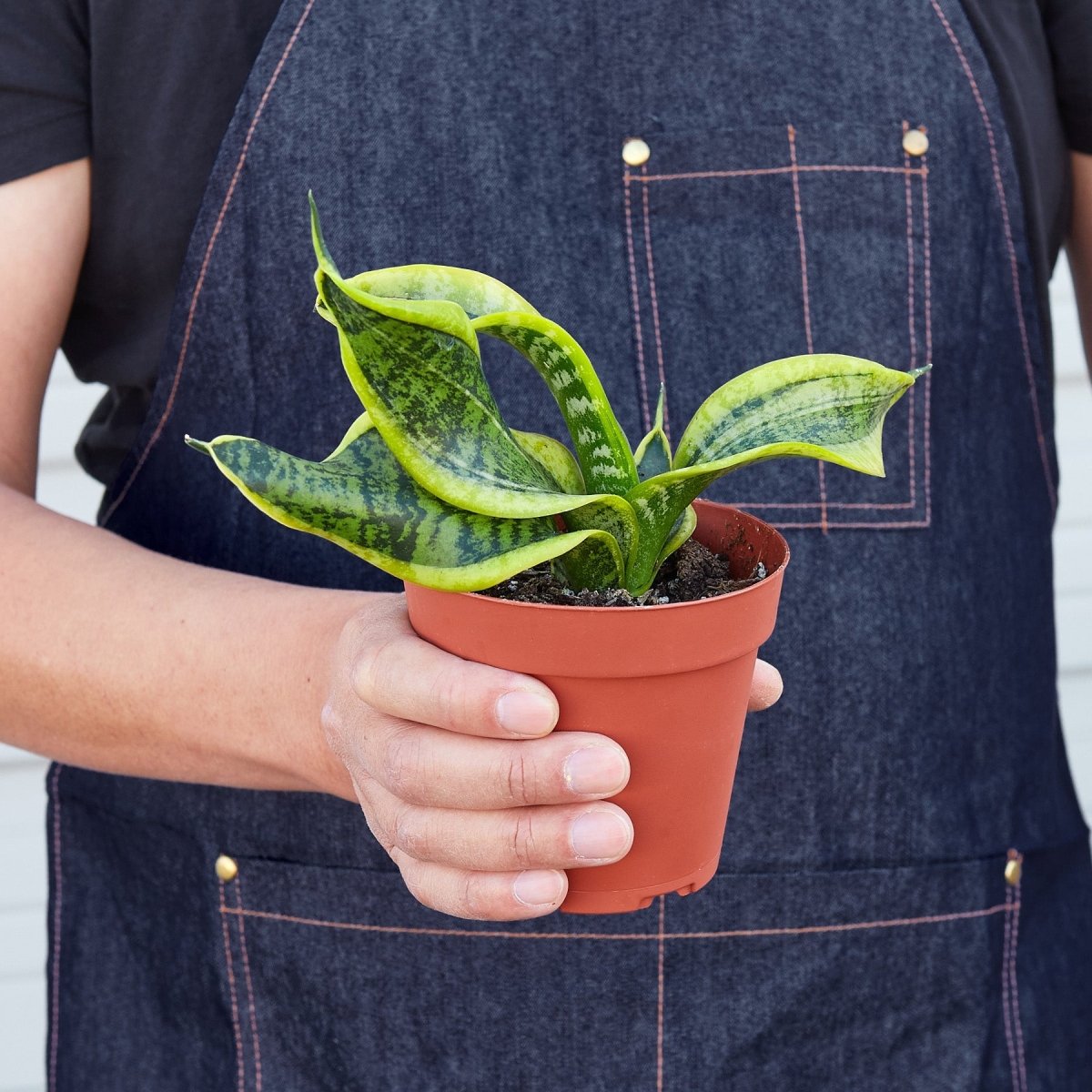 snake lily plant Snake Plant Twist Live Plant, 4" Pot