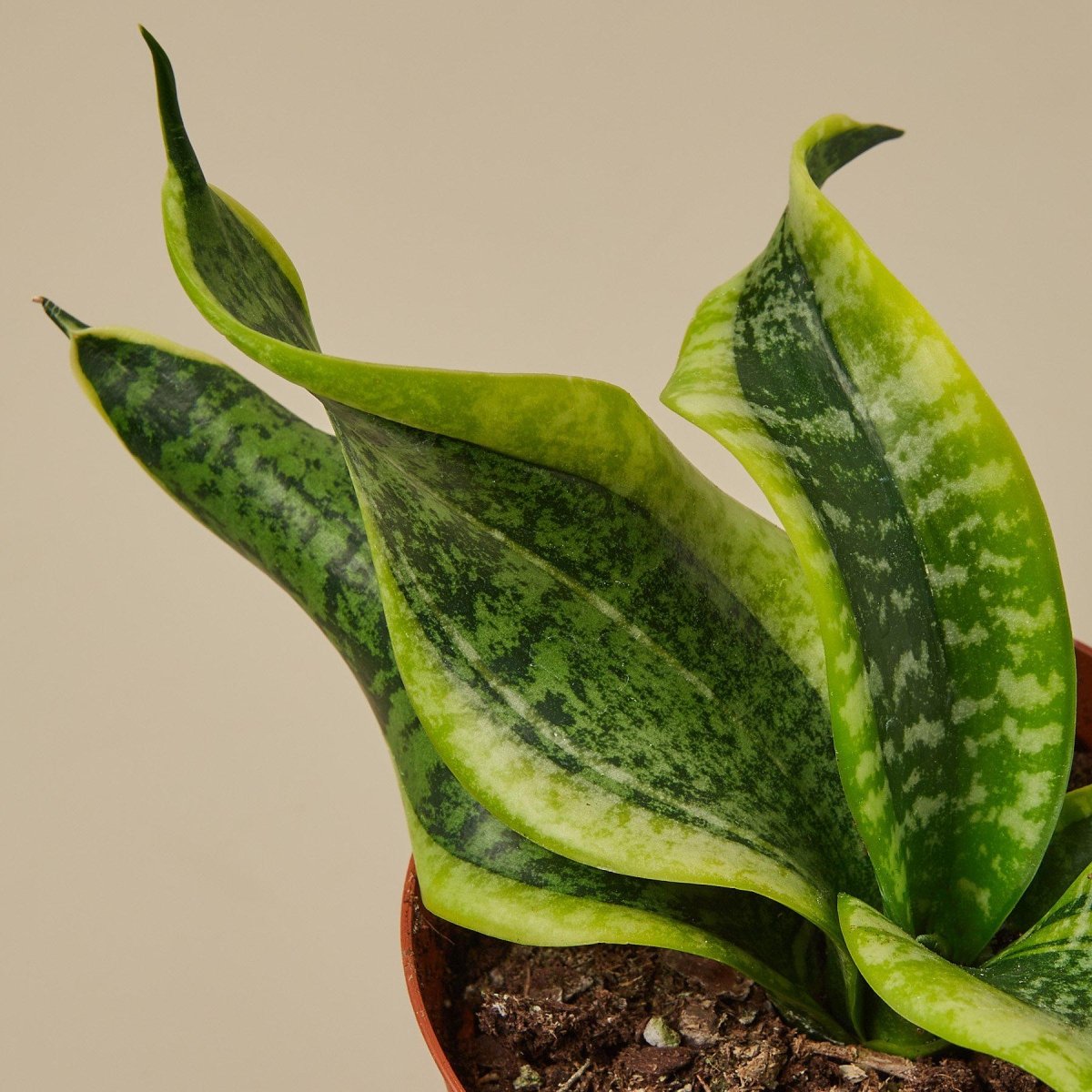 snake lily plant Snake Plant Twist Live Plant, 4