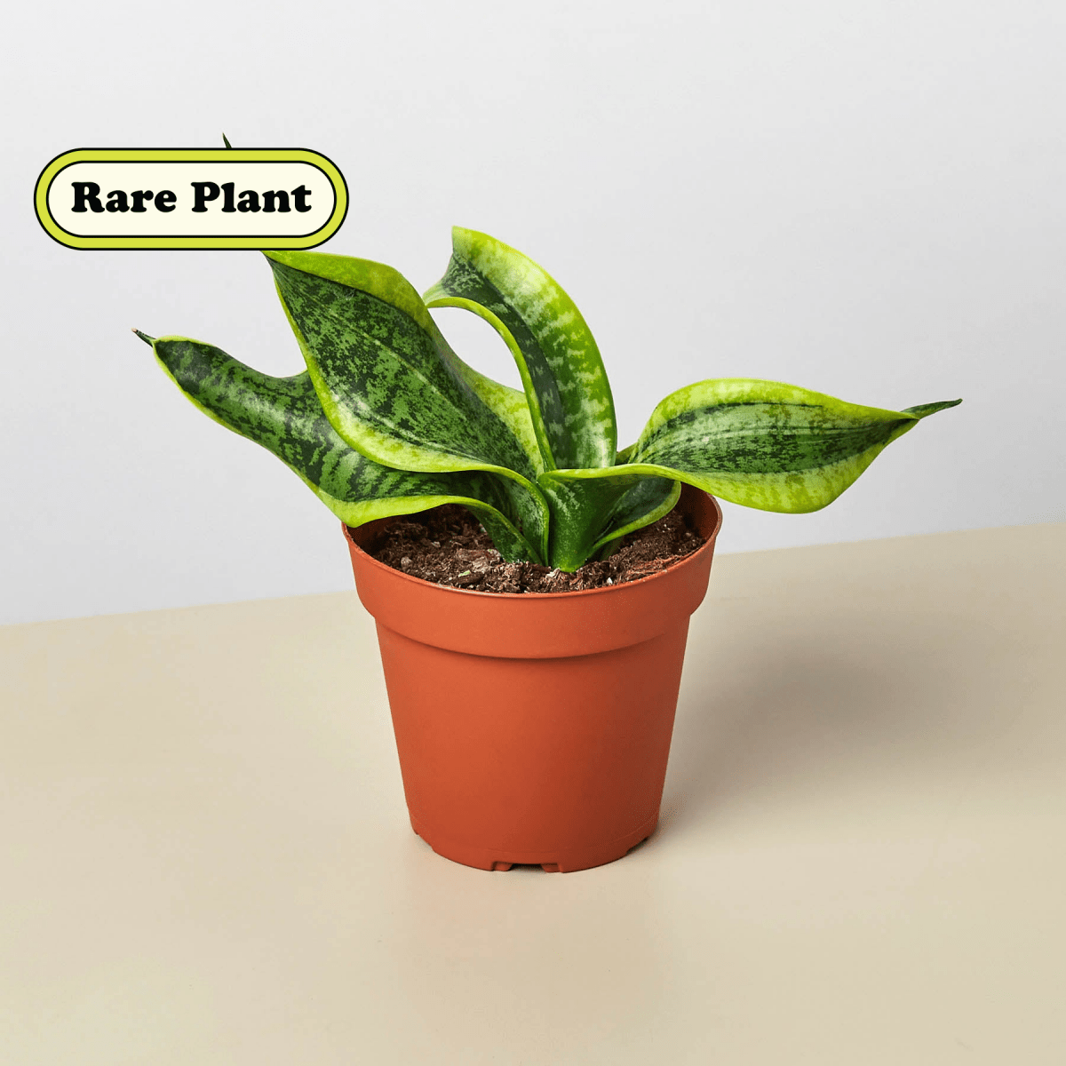 snake lily plant Snake Plant Twist Live Plant, 4" Pot