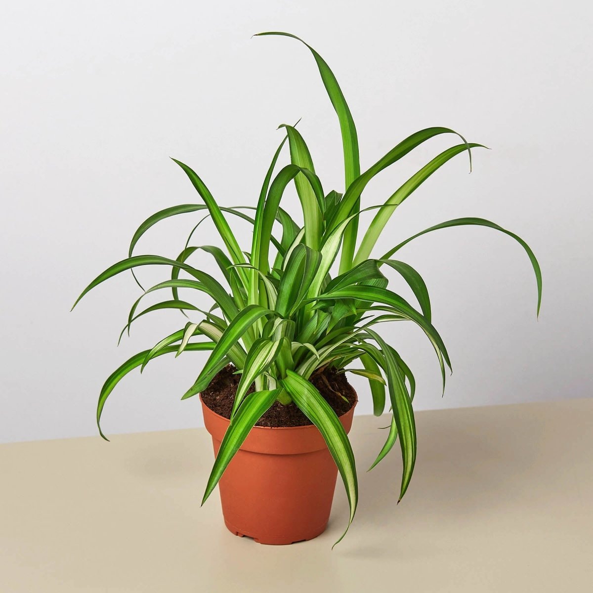 hawaiian spider lily Spider Plant 'Hawaiian' 4" Pot