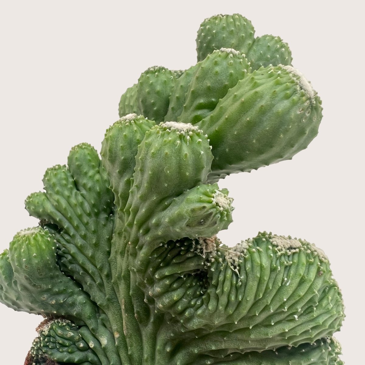 succulent that looks like green coral Cereus Coral Green Cactus