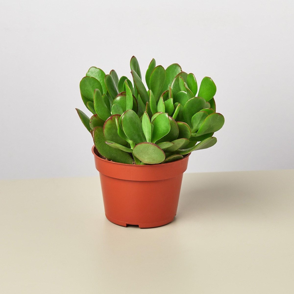 jade lily plant Succulent Crassula 'Jade' 4" Pot