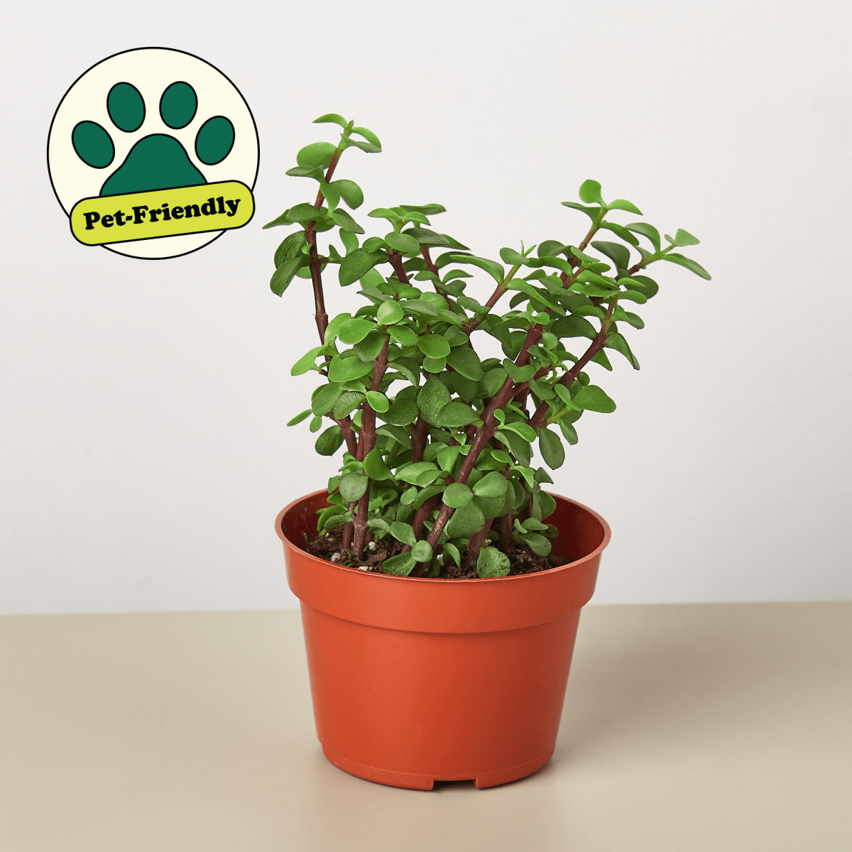 bushy succulent Succulent 'Elephant Bush' 4" Pot