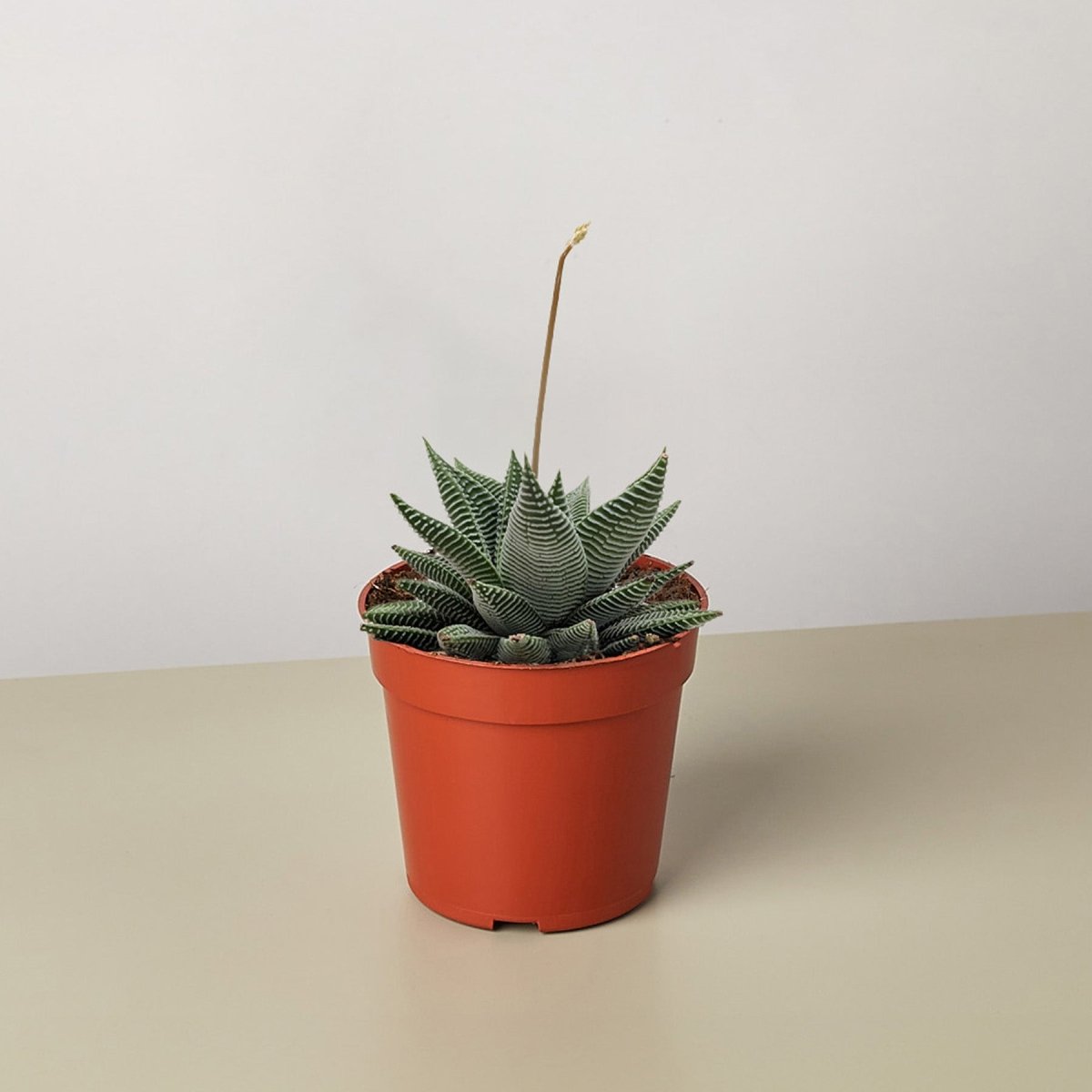 succulent lily Miami Haworthia (Haworthia limifolia var. striata)