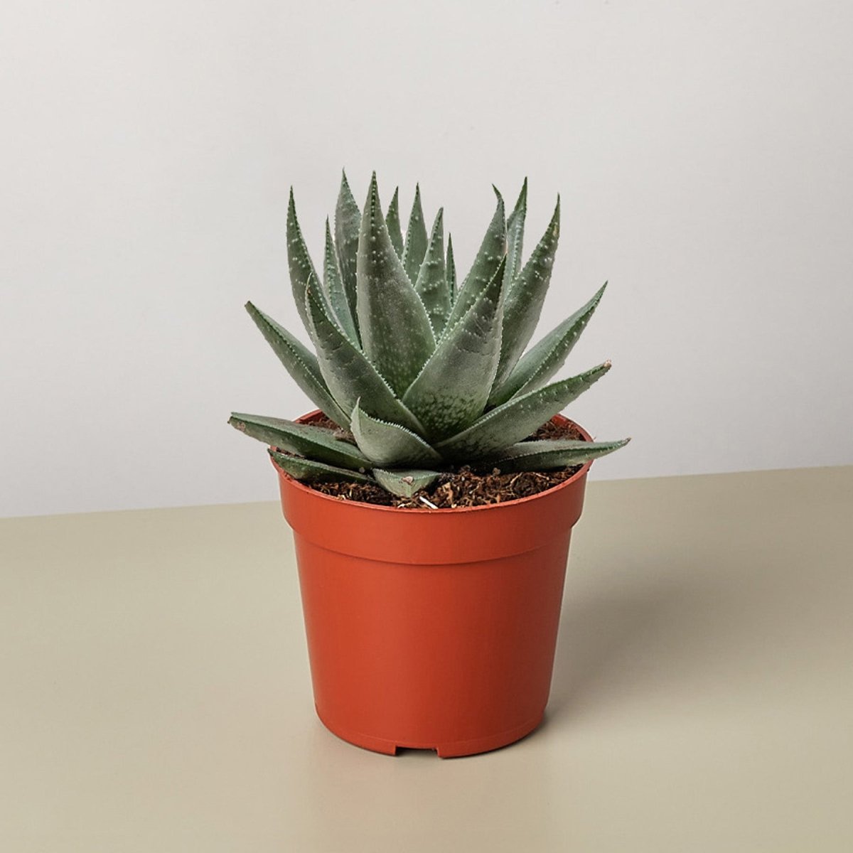 succulent lily Savanna Haworthia Succulent Plant - Easy to Grow/Low Maintenance