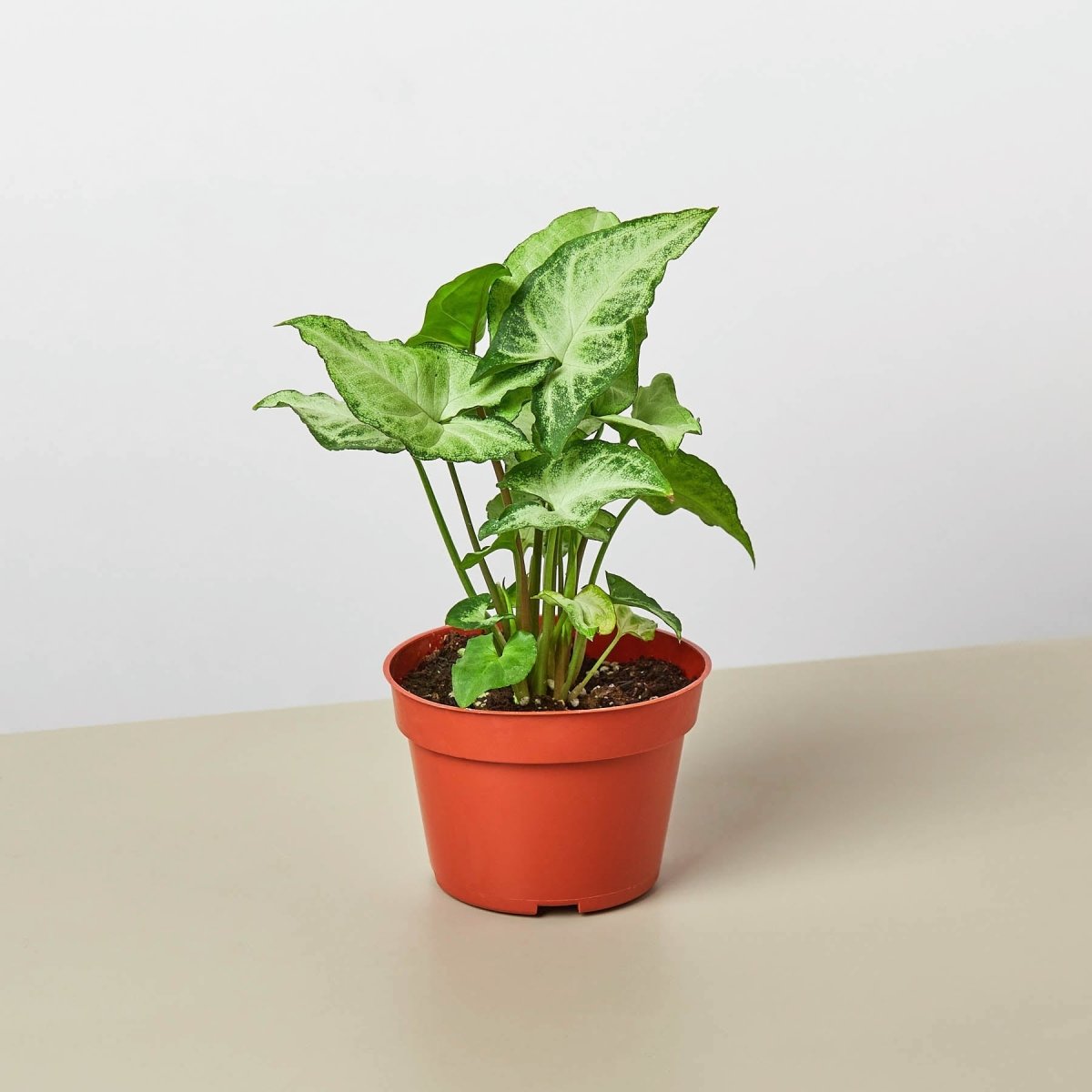 butterfly plant indoors Syngonium 'White Butterfly' 4" Pot