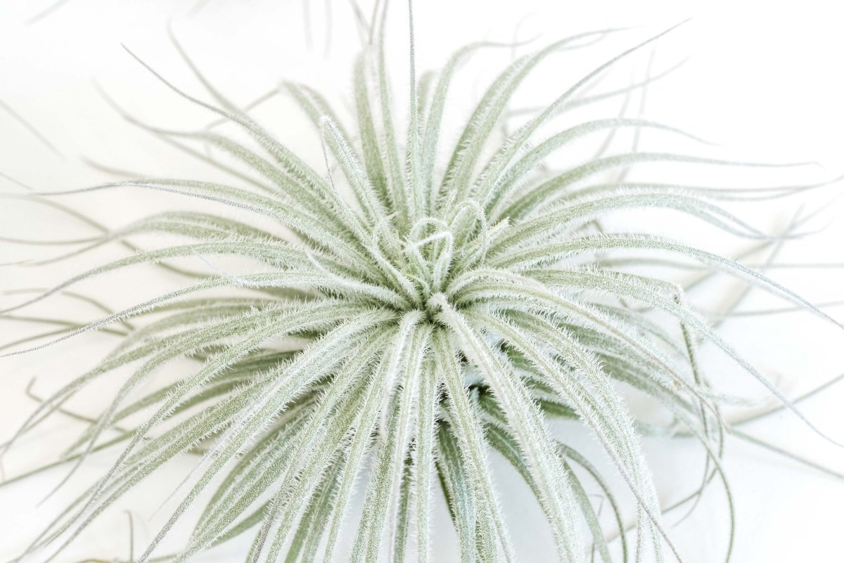 air plant supply co Tillandsia Tectorum Ecuador Air Plants