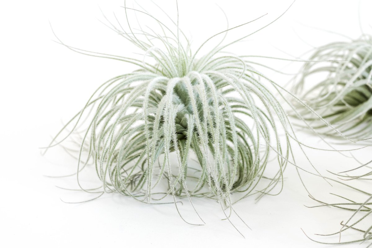Tillandsia Tectorum Ecuador Air Plants Small