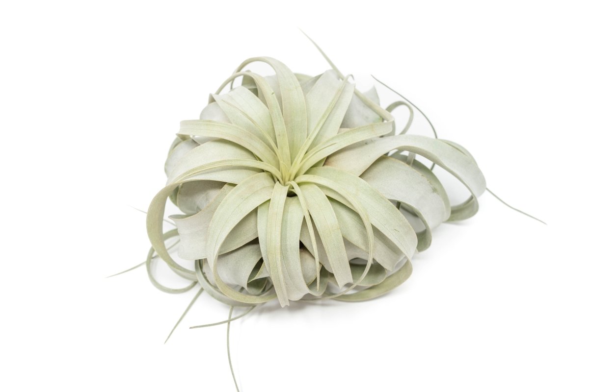 Air Plant Supply Co. Tillandsia Xerographica Air Plants - lily & onyx