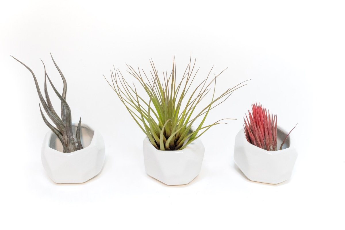 Air Plant Supply Co. Trio of White Geometric Ceramic Containers with Assorted Tillandsia Air Plants - lily & onyx