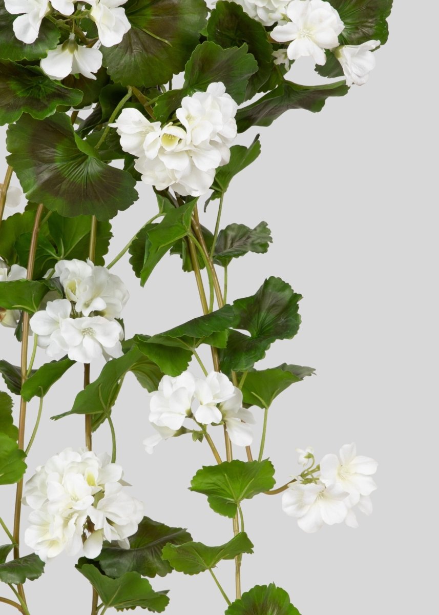 indoor geranium plants for sale UV White Summer Hanging Geranium Plant Natural Touch