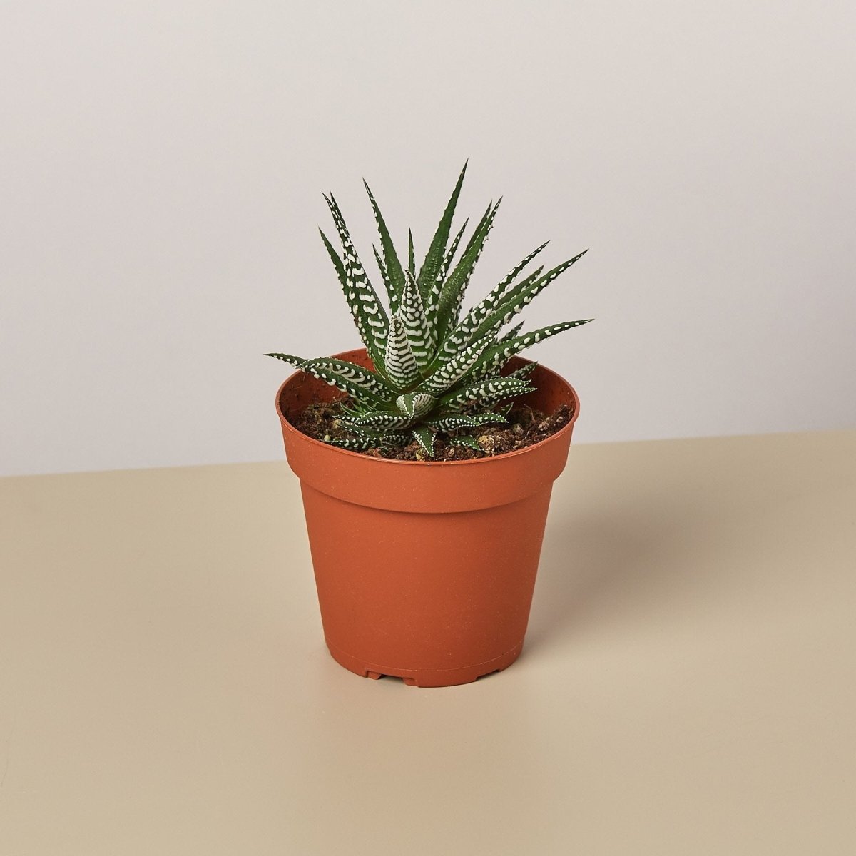 Zebra Succulent 3" Pot
