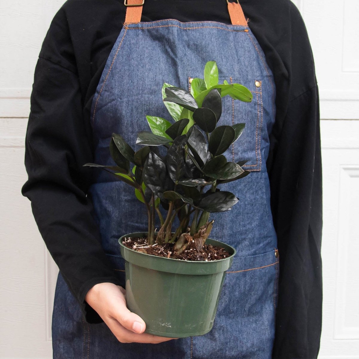 onyx zz plant ZZ Zamioculcas 'Black Queen' Nursery Pot / 6" Pot