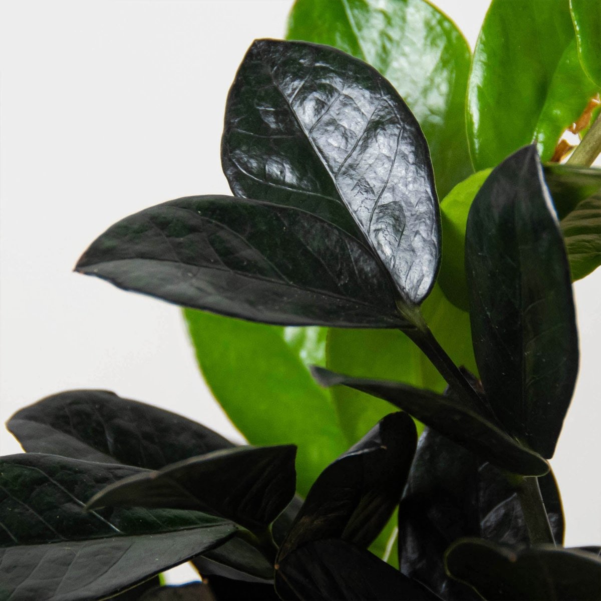 onyx zz plant ZZ Zamioculcas 'Black Queen' Nursery Pot / 6" Pot