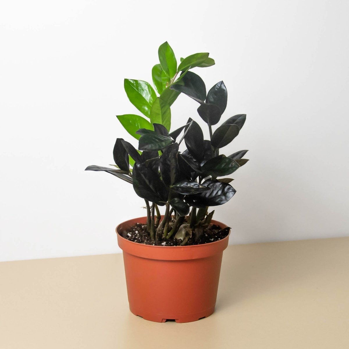 onyx zz plant ZZ Zamioculcas 'Black Queen' Nursery Pot / 6" Pot