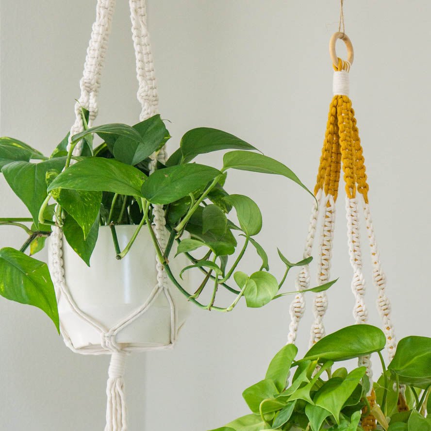 short hanging plant holder 36" Macrame Plant Hanger - Cotton Indoor