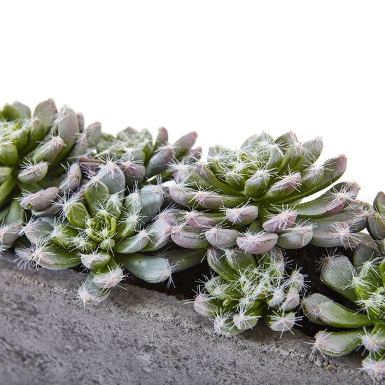 Nearly Natural 5.5” Succulent Garden With Textured Concrete Planter - lily & onyx
