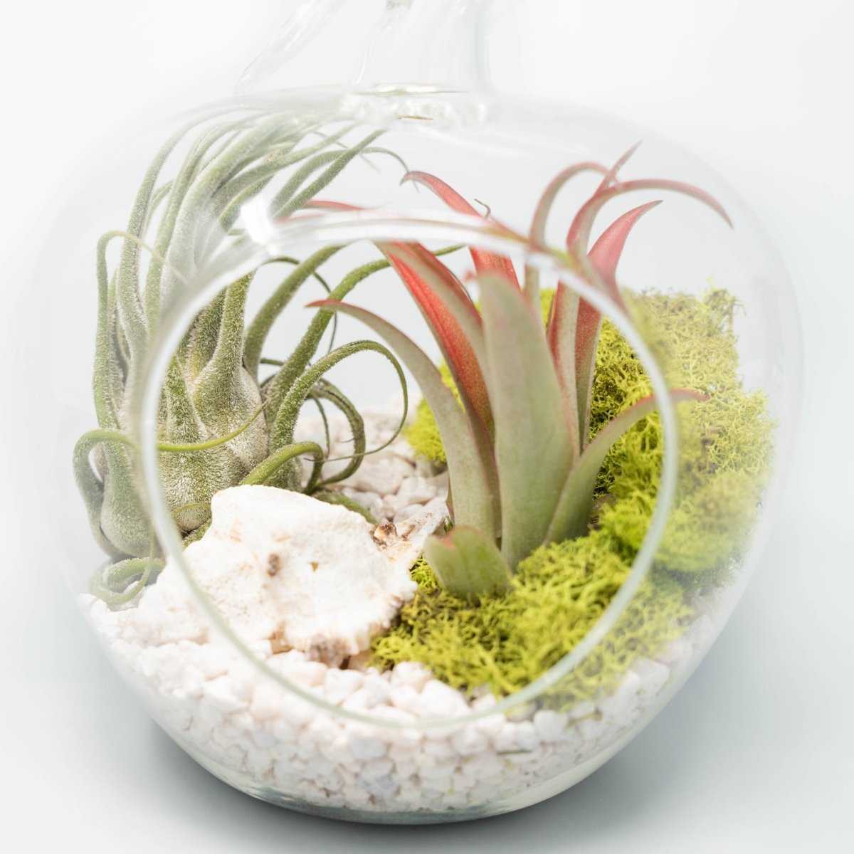 Air Plant Supply Co. Apple Terrarium with Pebble Kit and Tillandsia Air Plants - lily & onyx