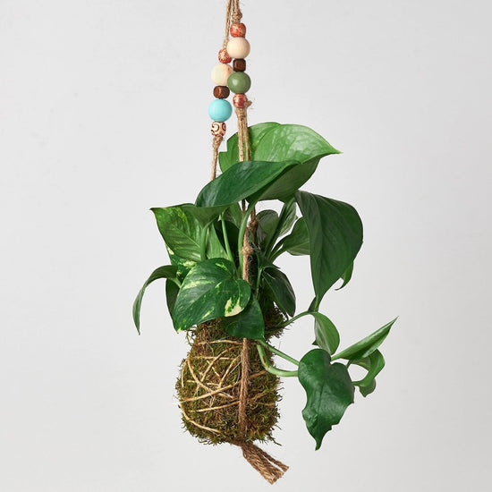 lily & onyx Bead Kokedama Moss Ball Hanging Plant - lily & onyx