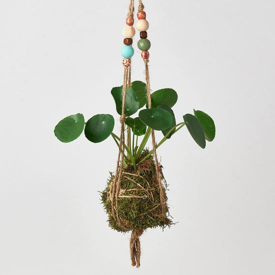 lily & onyx Bead Kokedama Moss Ball Hanging Plant - lily & onyx