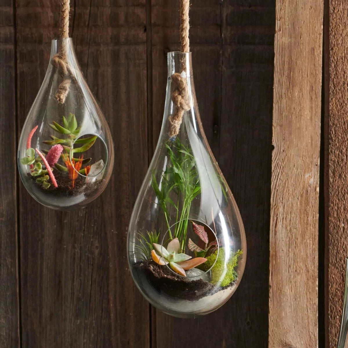 hanging terrarium with plant Boboli Hanging Glass Plant Terrarium, Large