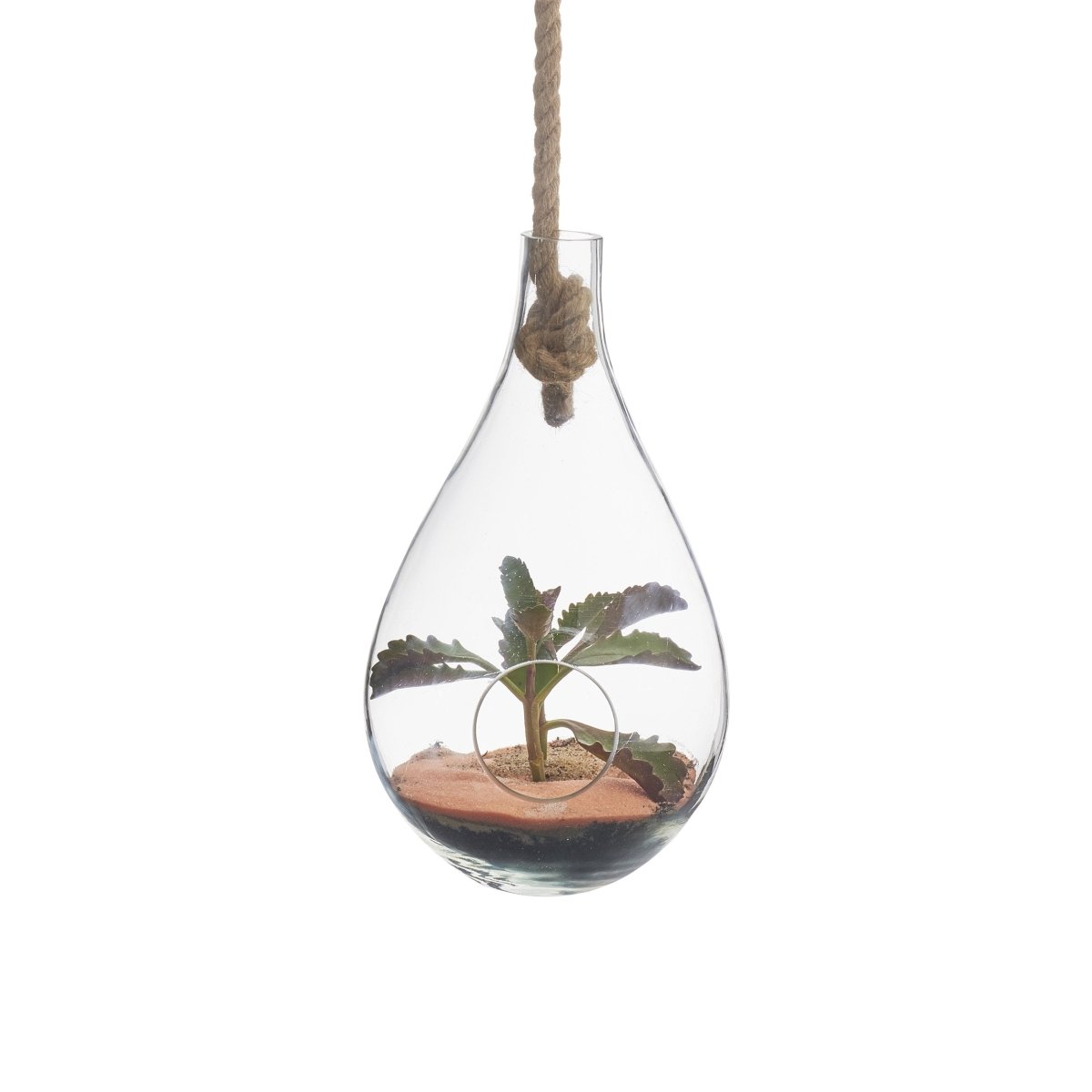 hanging glass plant terrarium Boboli Hanging Glass Plant Terrarium, Medium