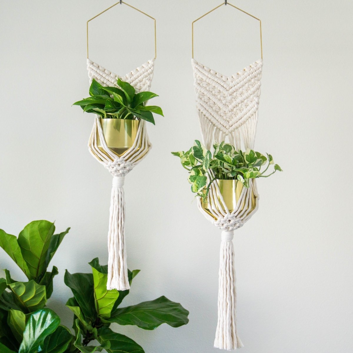 Macrame Plant Hanger with Brass Hexagon Frame