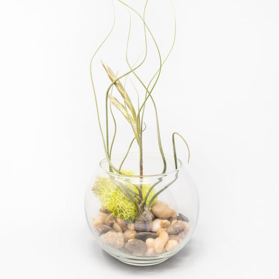 Air Plant Supply Co. Bubble Trio Terrariums with Tillandsia Juncea, Butzii, and Harrisii Air Plants - lily & onyx