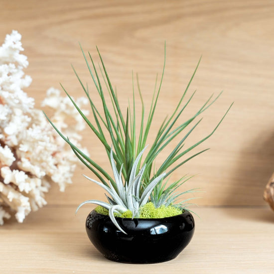 Air Plant Supply Co. Fully Assembled Tillandsia Air Plant Dish Garden in Black Glazed Container - lily & onyx