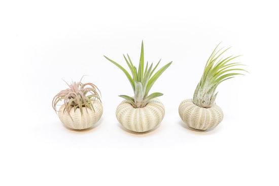 Air Plant Supply Co. Green Urchin with Tillandsia Air Plant - lily & onyx