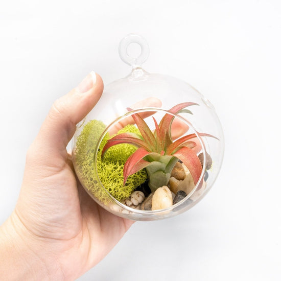 Air Plant Supply Co. Hanging Glass Terrariums with Flat Bottoms, Set of 3 - lily & onyx