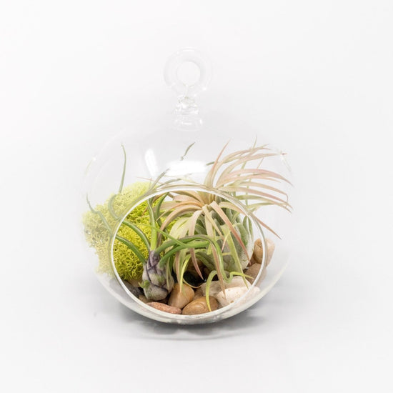 Air Plant Supply Co. Hanging Glass Terrariums with Flat Bottoms, Set of 3 - lily & onyx
