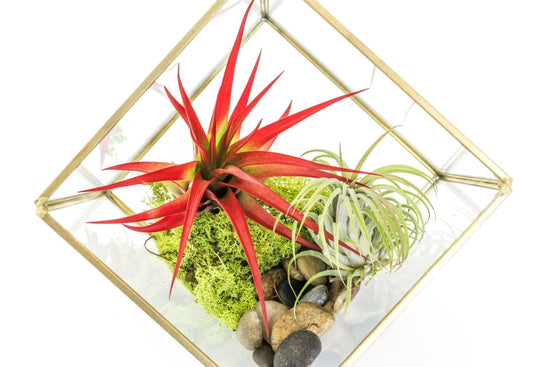 Air Plant Supply Co. Heptahedron Geometric Glass Terrariums with Tillandsia Red Abdita, Ionantha, and Xerographica, Set of 2 - lily & onyx