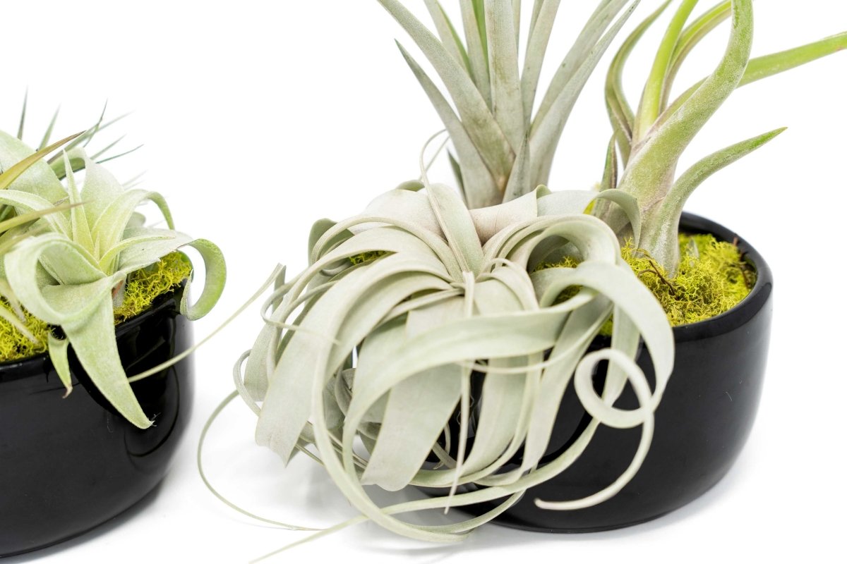 Air Plant Supply Co. Large Fully Assembled Air Plant Bowl Garden - lily & onyx