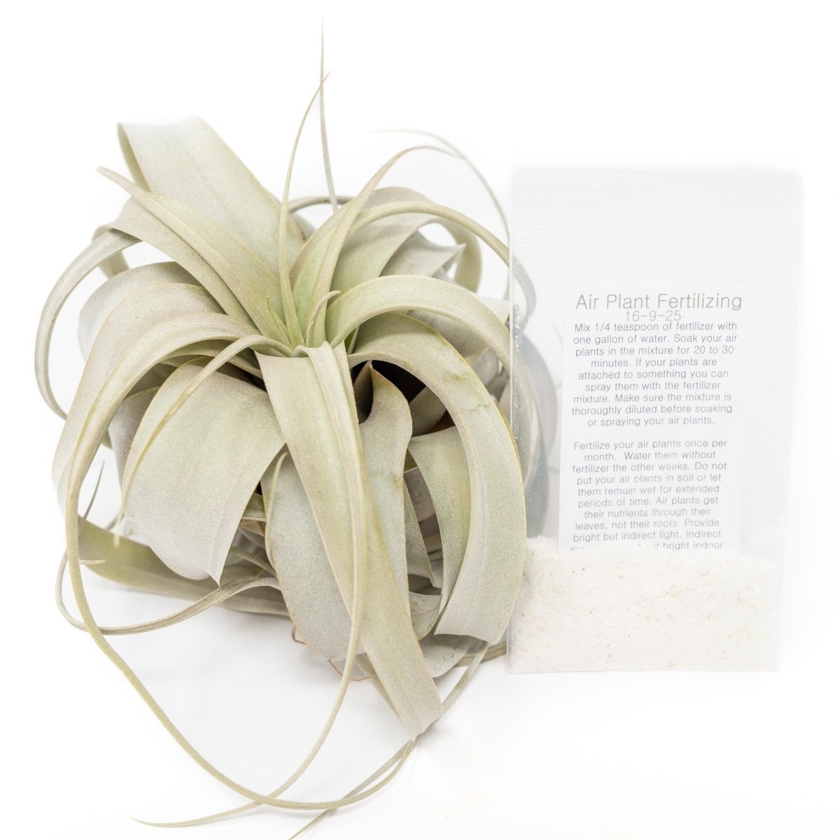 Air Plant Supply Co. Large Tillandsia Xerographica + 1 Year Air Plant Fertilizer Pack - lily & onyx