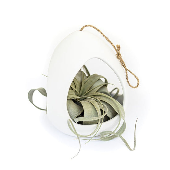 Air Plant Supply Co. Large White Ceramic Hanging Pod with Tillandsia Xerographica - lily & onyx