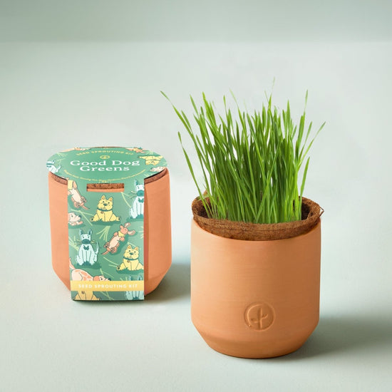 Modern Sprout Pet Tiny Terracotta Grow Kits - lily & onyx