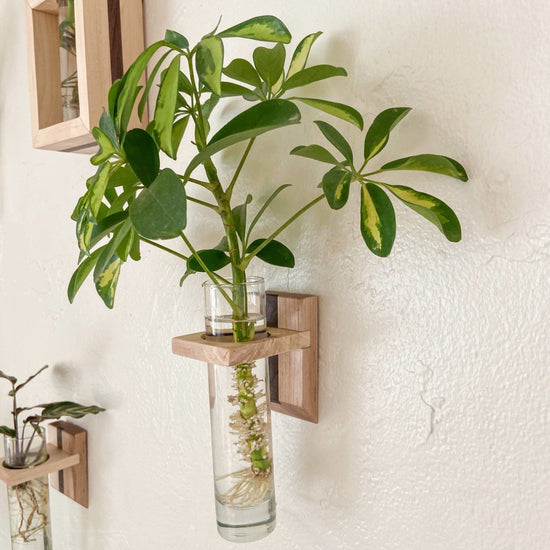Modern Botanical Propagation Wall Hanger, Maple - lily & onyx