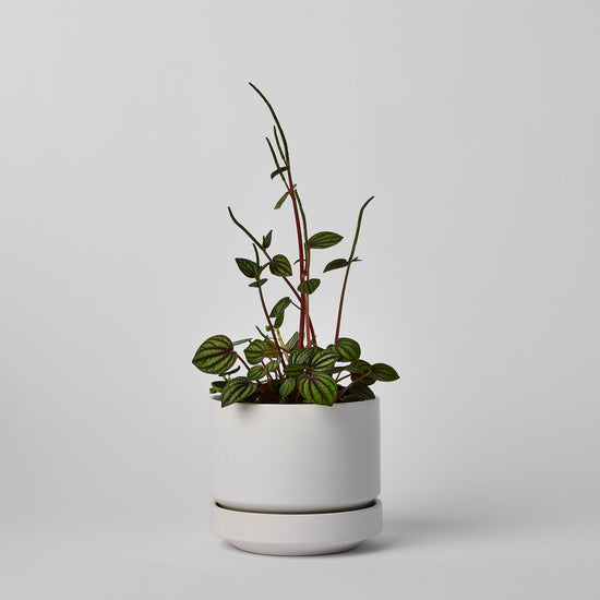 REVIVAL Ceramics Round Two Planter, 4 Inch - lily & onyx