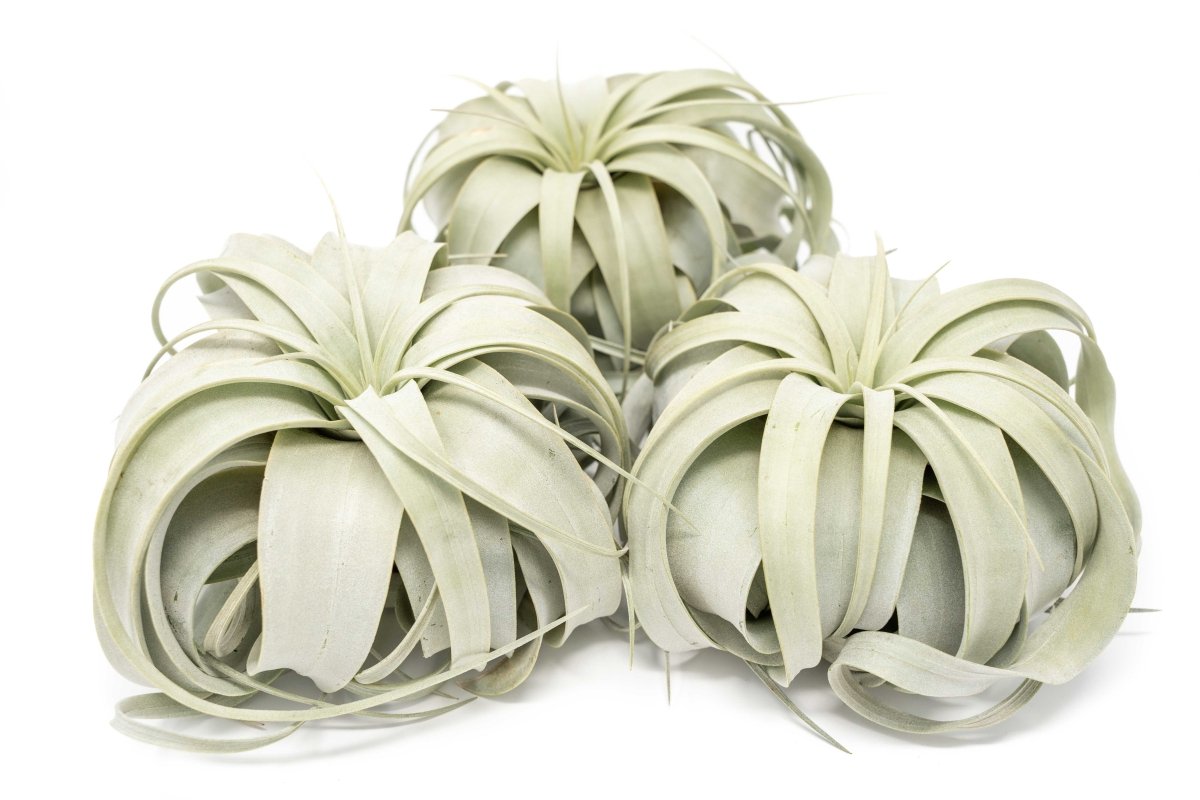 Air Plant Supply Co. Tillandsia Xerographica Air Plant, Large / 6-8 Inches Wide - lily & onyx