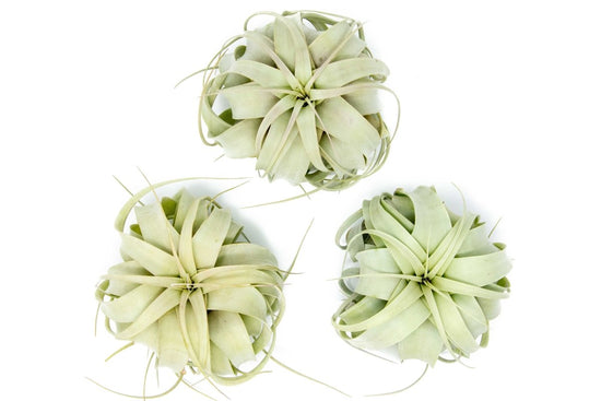 Air Plant Supply Co. Tillandsia Xerographica Air Plant, Medium / 5-6 Inches Wide - lily & onyx