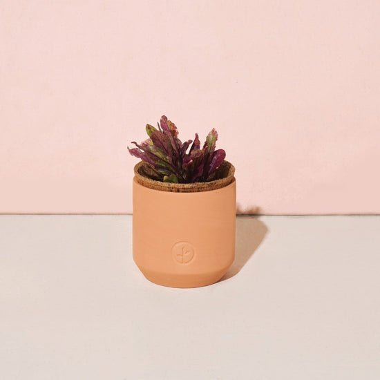 Modern Sprout Tiny Terracotta Holiday Pots - lily & onyx