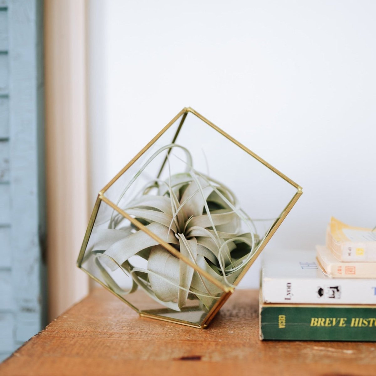 Air Plant Supply Co. - lily & onyx