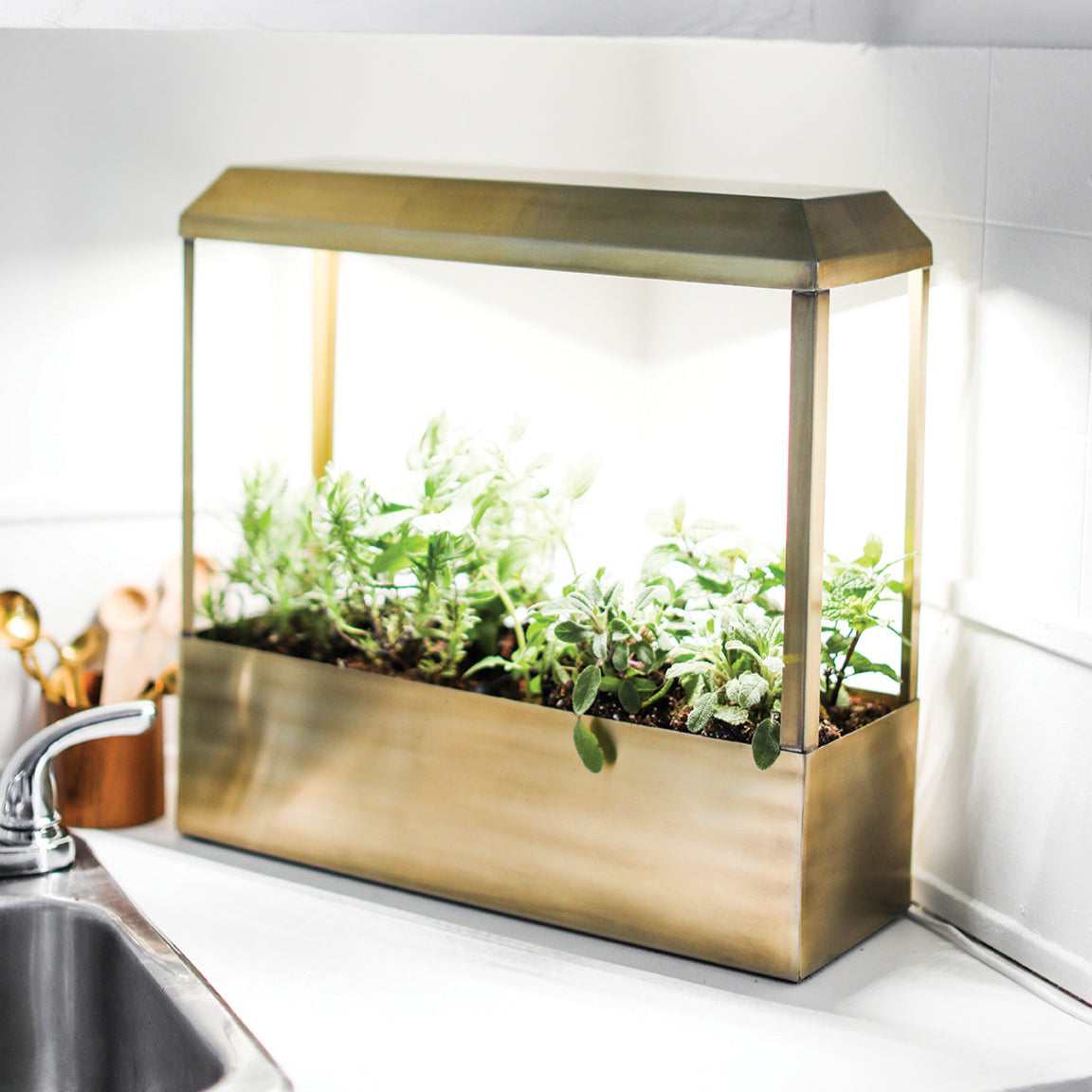 Plant Grow Kits - lily & onyx