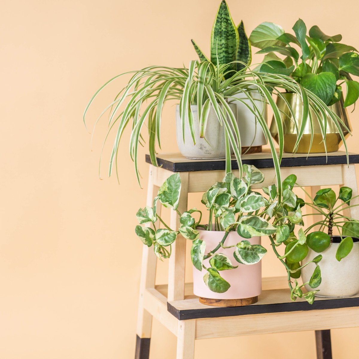 Assortment of potted indoor houseplants including snake plant, spider plant, and pothos