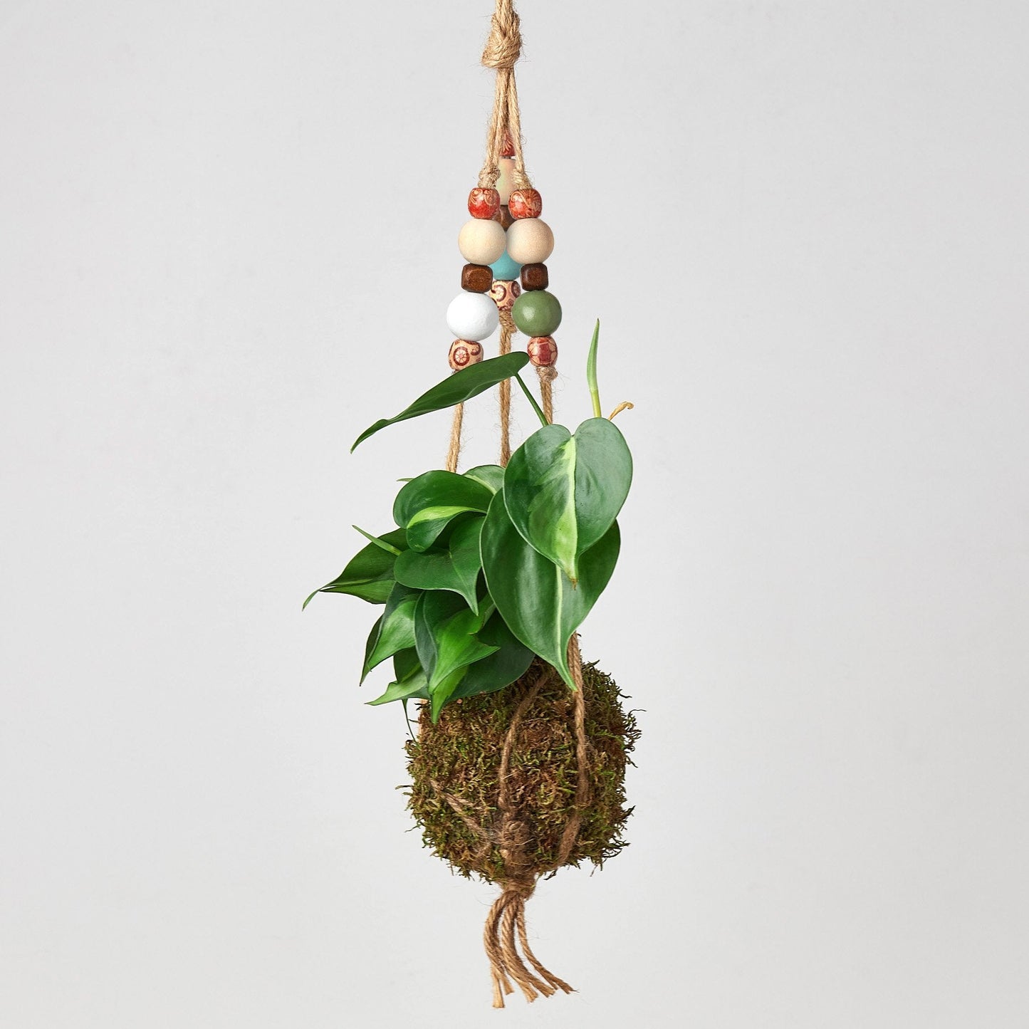 hanging plant beads Bead Kokedama Moss Ball Hanging Plant Pothos Golden