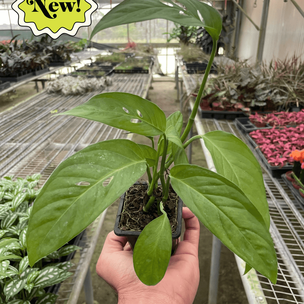 
                      
                        Monstera Adansonii 'Swiss Cheese'
                      
                    