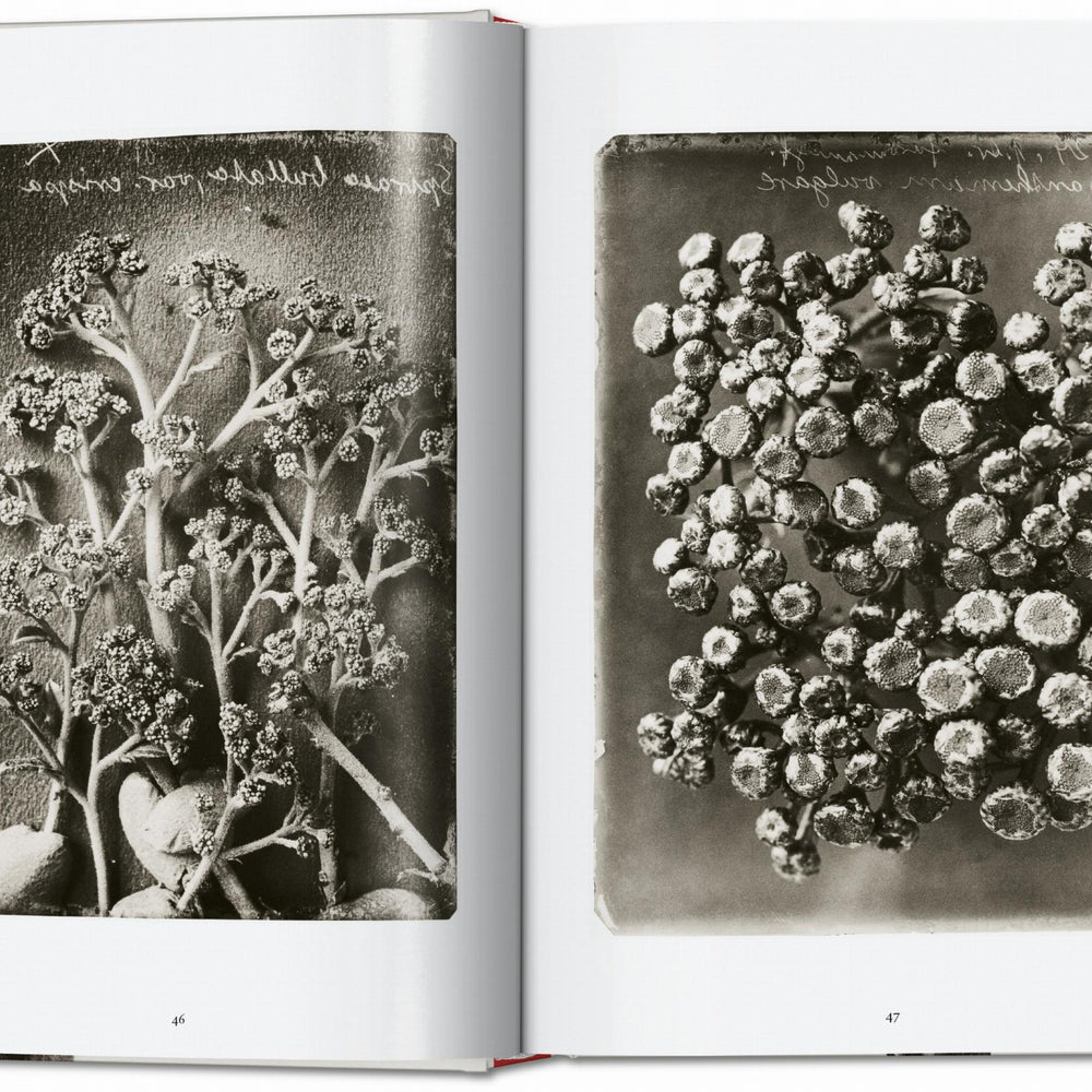 
                      
                        Karl Blossfeldt. The Complete Published Work. 40th Ed. (German, French, English)
                      
                    