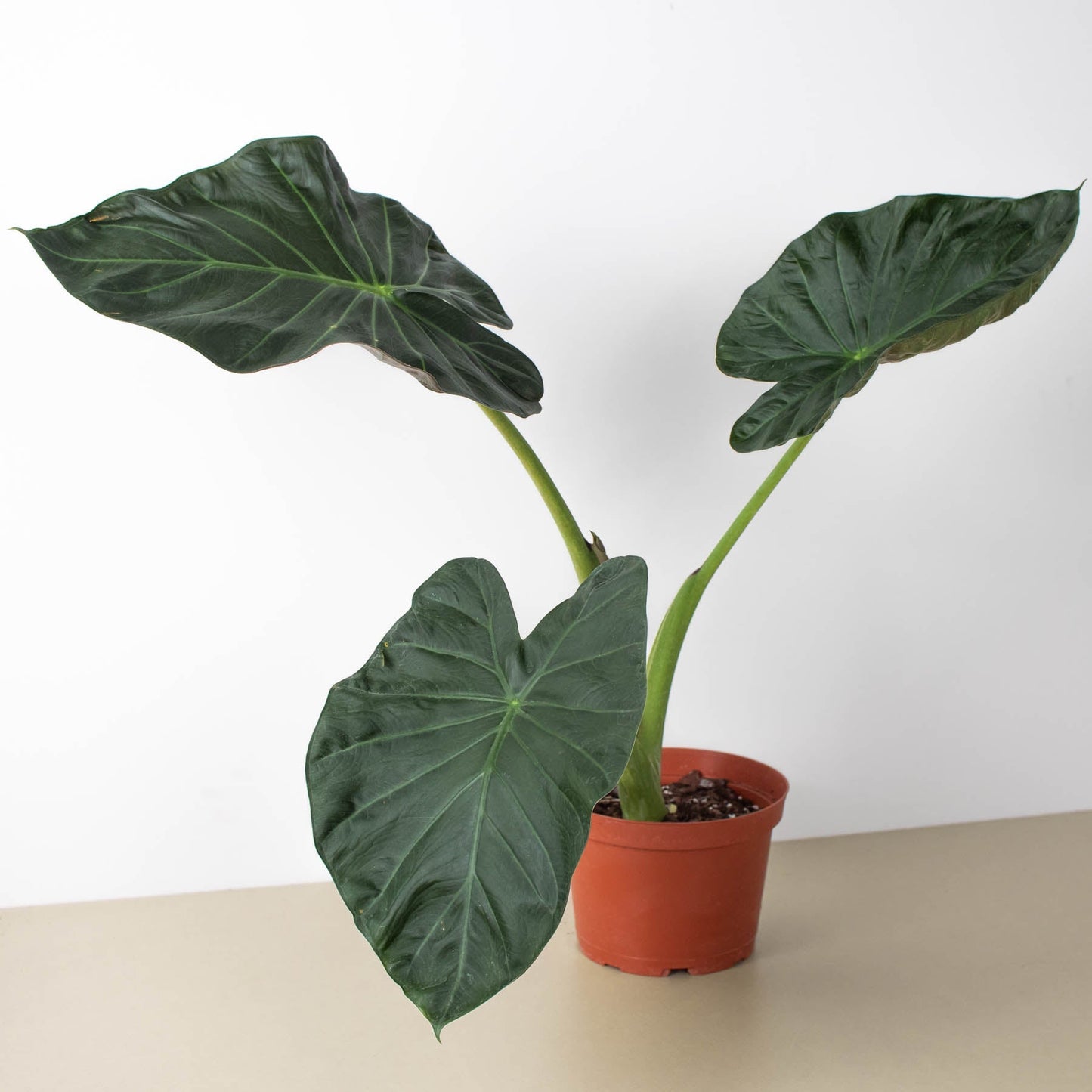 hybrid elephant ear plant Alocasia 'Regal Shield'