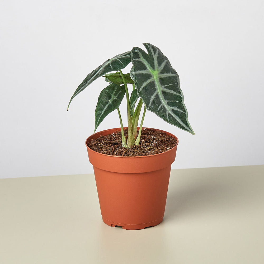 Alocasia Amazonica 'Bambino' - 4